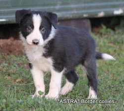 Black and white MALE border collie puppy